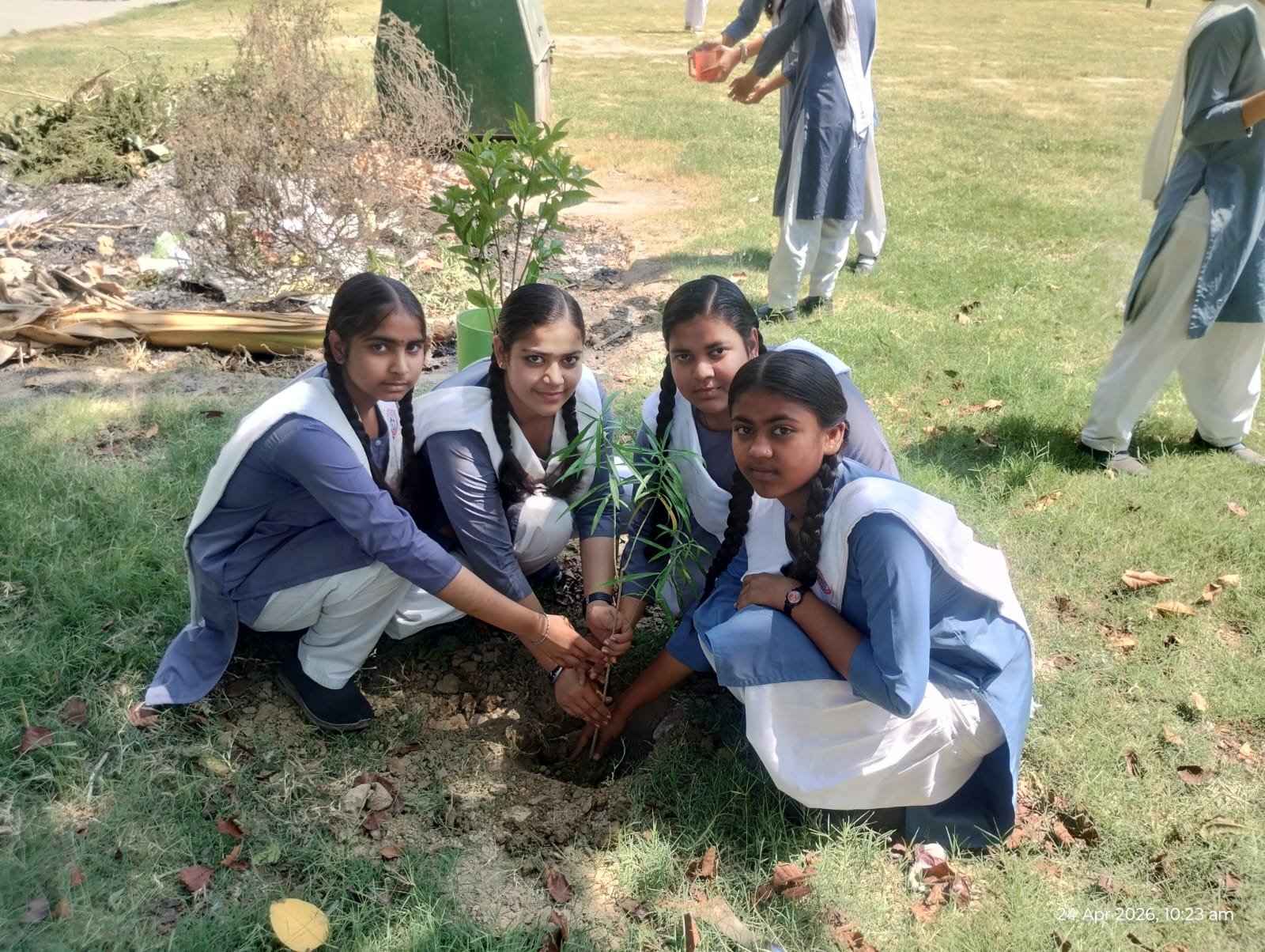 Tree Plantation
